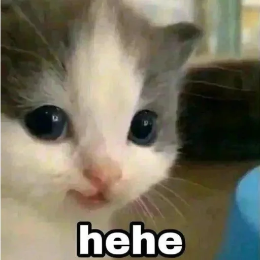 😼 Стикер «Memes cats» для Telegram