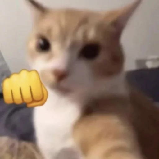 👊 Стикер «Memes cats» для Telegram