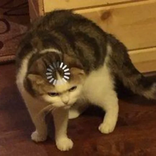 😐 Стикер «Memes cats» для Telegram