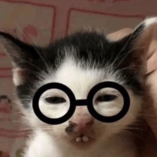 🤓 Стикер «Memes cats» для Telegram