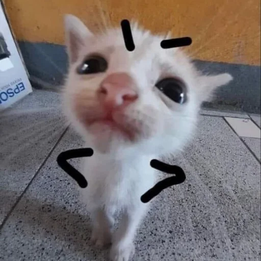 😠 Стикер «Memes cats» для Telegram
