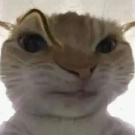 🤨 Стикер «Memes cats» для Telegram