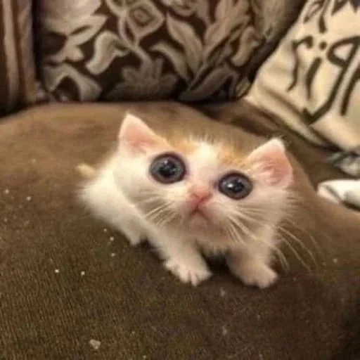 🫠 Стикер «Memes cats» для Telegram