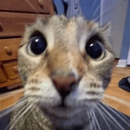 😳 Стикер «Memes cats» для Telegram