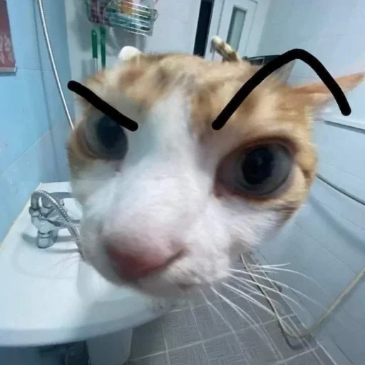 🤨 Стикер «Memes cats» для Telegram