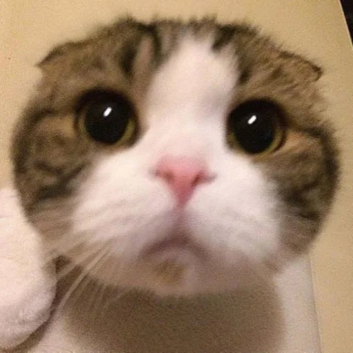 🙁 Стикер «Memes cats» для Telegram
