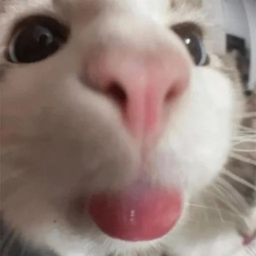 😛 Стикер «Memes cats» для Telegram