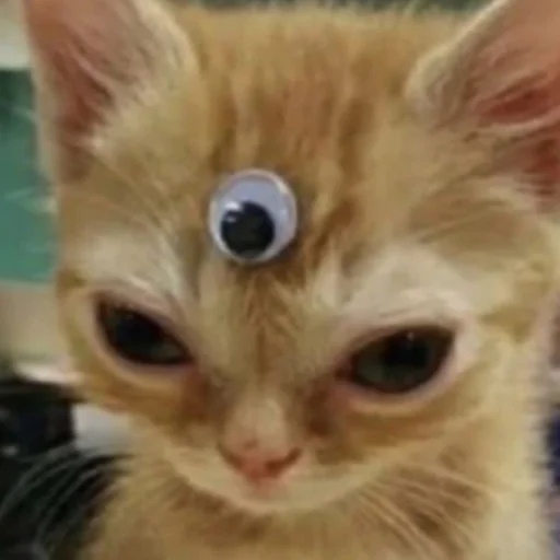 👁 Стикер «Memes cats» для Telegram