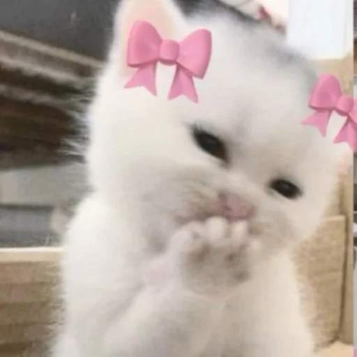 😍 Стикер «Memes cats» для Telegram