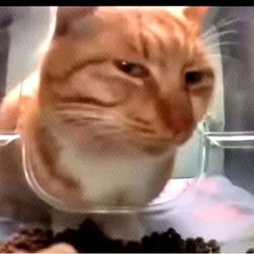 😏 Стикер «Memes cats» для Telegram
