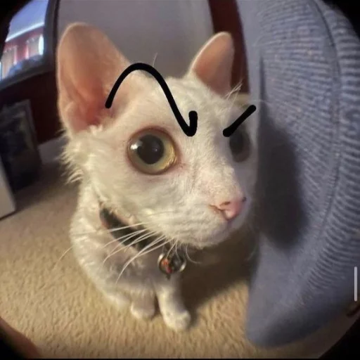 🤔 Стикер «Memes cats» для Telegram