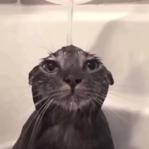 😐 Стикер «Memes cats» для Telegram