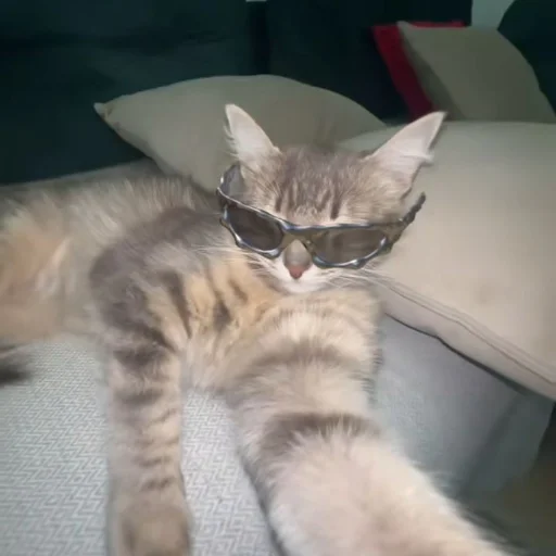 😎 Стикер «Memes cats» для Telegram