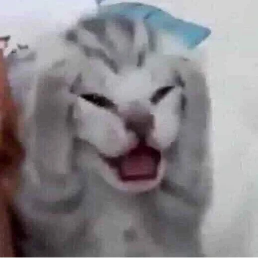 🤯 Стикер «Memes cats» для Telegram