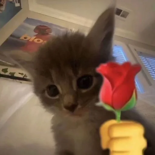 🌹 Стикер «Memes cats» для Telegram
