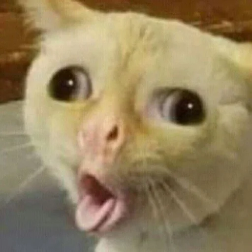 🤮 Стикер «Memes cats» для Telegram