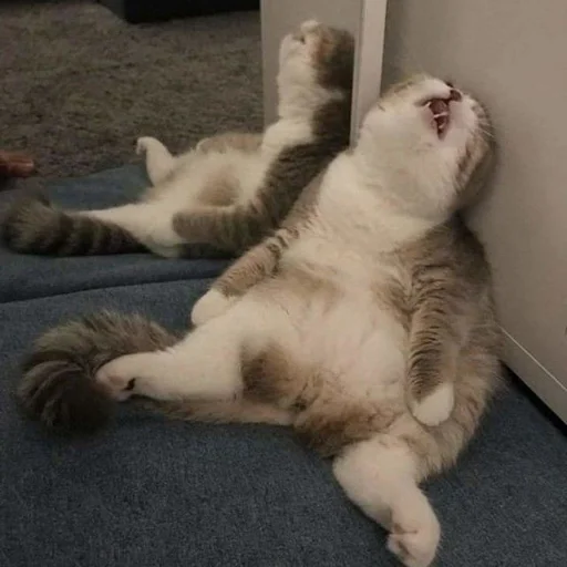 😴 Стикер «Memes cats» для Telegram