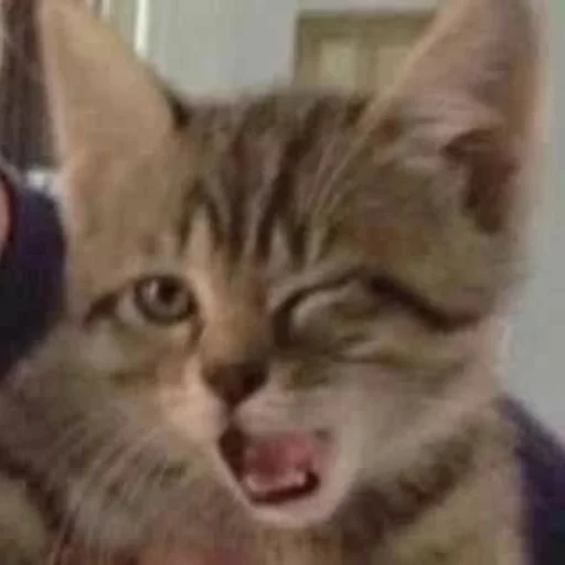 😏 Стикер «Memes cats» для Telegram