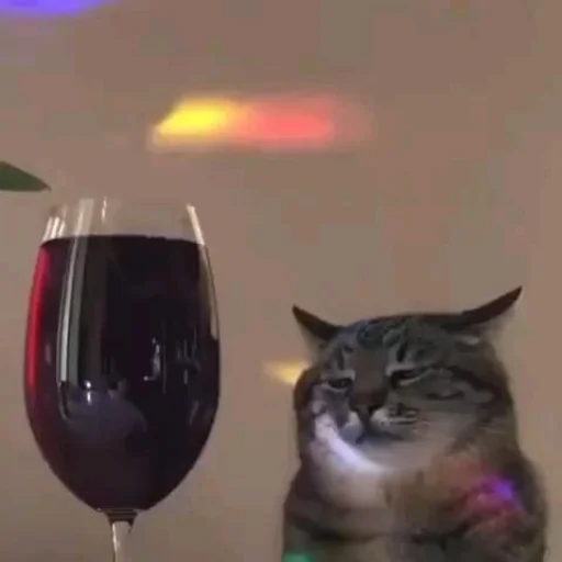 😔 Стикер «Memes cats» для Telegram