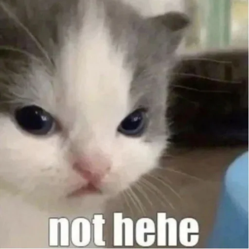 😾 Стикер «Memes cats» для Telegram