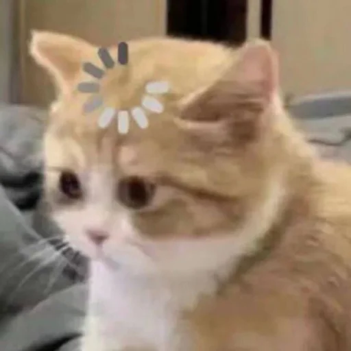 😵‍💫 Стикер «Memes cats» для Telegram