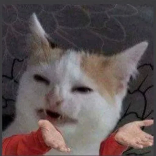 💁‍♂ Стикер «Memes cats» для Telegram