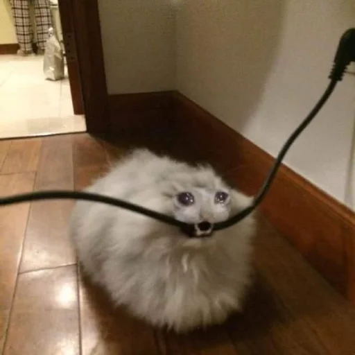 😭 Стикер «Memes cats» для Telegram