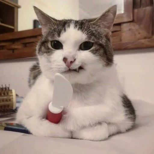 😈 Стикер «Memes cats» для Telegram