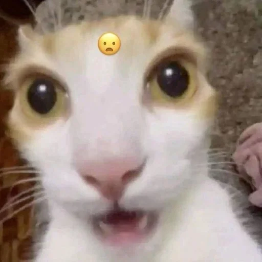 😧 Стикер «Memes cats» для Telegram