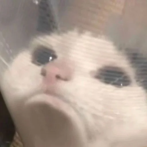 ☹️ Стикер «Memes cats» для Telegram