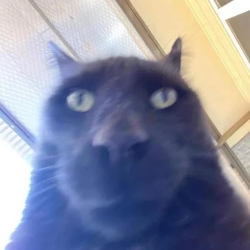 🗿 Стикер «Memes cats» для Telegram