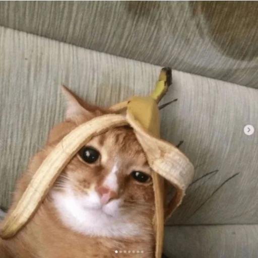 😐 Стикер «Memes cats» для Telegram