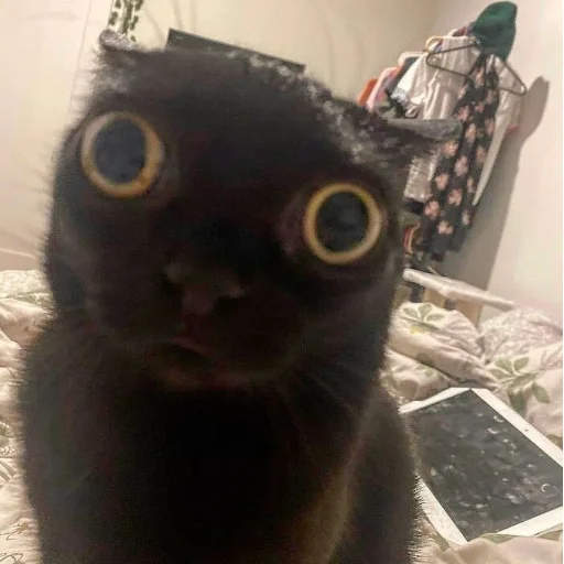 😟 Стикер «Memes cats» для Telegram