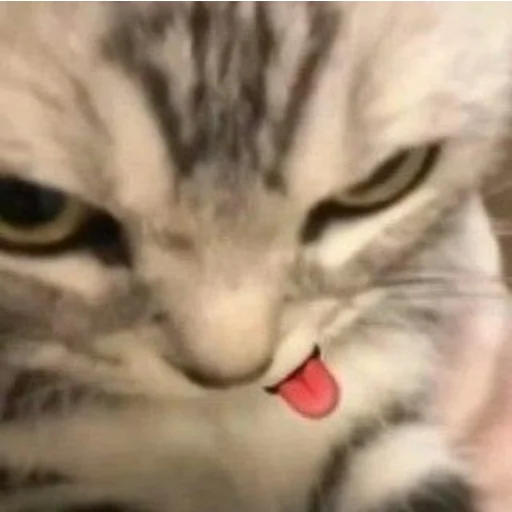 😏 Стикер «Memes cats» для Telegram