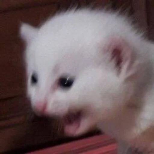😡 Стикер «Memes cats» для Telegram