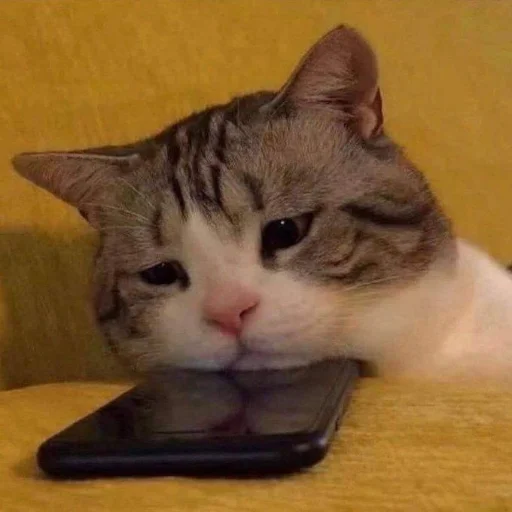 😥 Стикер «Memes cats» для Telegram