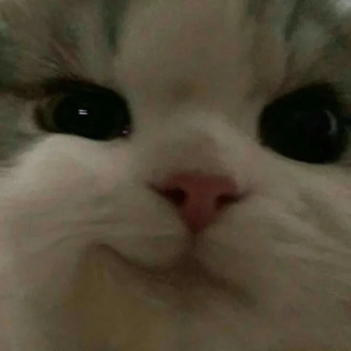 😏 Стикер «Memes cats» для Telegram
