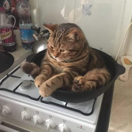 😕 Стикер «Memes cats» для Telegram