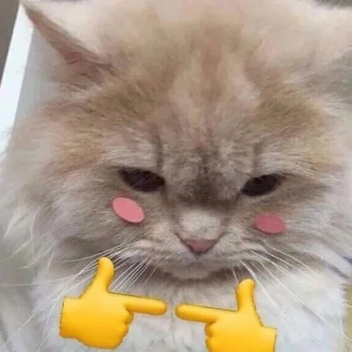 👉 Стикер «Memes cats» для Telegram