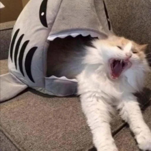 🤬 Стикер «Memes cats» для Telegram