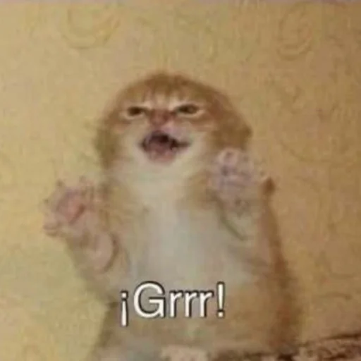 😡 Стикер «Memes cats» для Telegram