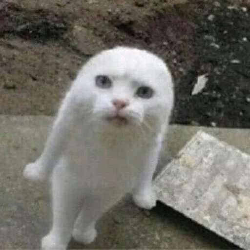 😐 Стикер «Memes cats» для Telegram