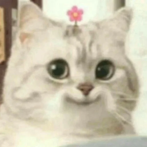 😛 Стикер «Memes cats» для Telegram