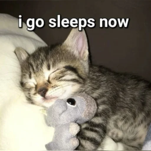 😴 Стикер «Memes cats» для Telegram
