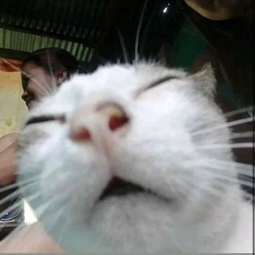 😴 Стикер «Memes cats» для Telegram
