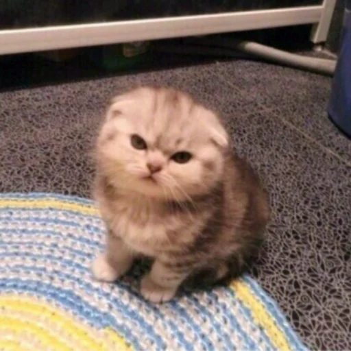 😡 Стикер «Memes cats» для Telegram