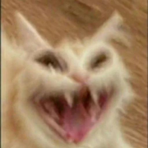 🤣 Стикер «Memes cats» для Telegram