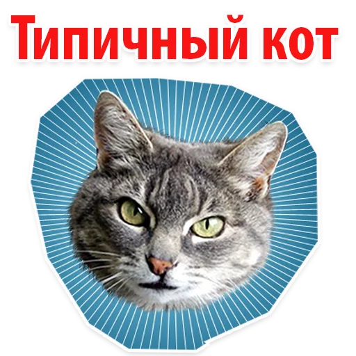 Стикерпак ? Мемы с Котом для Telegram