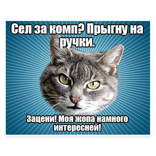 🐱 Стикер «? Мемы с Котом» для Telegram