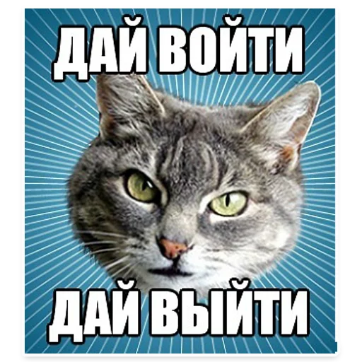 🐱 Стикер «? Мемы с Котом» для Telegram
